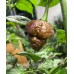 Apocalypse Scorpion Chocolate Pepper Seeds Apocalypse Scorpion Chocolate Pepper Seeds