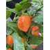 Habanero Naranjo Picante Pepper Seeds 