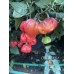 CGN 21566 Pepper Seeds 