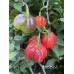 CGN 21566 Pepper Seeds 