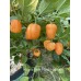 Rogers Giant Peach Habanero Pepper Seeds 