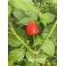 APS Aji Strawberry Drop Pepper Seeds 