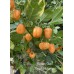 Rogers Giant Peach Habanero Pepper Seeds 