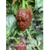 Apocalypse Scorpion Chocolate Pepper Seeds Apocalypse Scorpion Chocolate Pepper Seeds