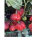 CGN 21566 Pepper Seeds 