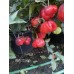CGN 21566 Pepper Seeds 