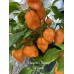 Habanero Naranjo Picante Pepper Seeds 