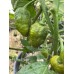 Mustard Naga Pepper Seeds 