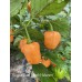 Rogers Giant Peach Habanero Pepper Seeds 