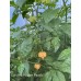 Carolina Reaper Peach Pepper Seeds 