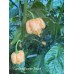 Carolina Reaper Peach Pepper Seeds 
