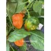 Habanero Naranjo Picante Pepper Seeds 