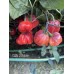 CGN 21566 Pepper Seeds 