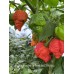 Carolina Reaper Red x Trinidad Scorpion Moruga Red Pepper Seeds Carolina Reaper Red x Trinidad Scorpion Moruga Red Pepper Seeds