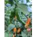 Carolina Reaper Orange Carrot Pepper Seeds Carolina Reaper Orange Carrot Pepper Seeds