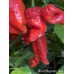 Ghost Naganero Red Pepper Seeds Ghost Naganero Red Pepper Seeds
