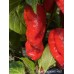 Ghost Naganero Red Pepper Seeds Ghost Naganero Red Pepper Seeds