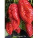 Ghost Naganero Red Pepper Seeds Ghost Naganero Red Pepper Seeds
