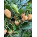 Carolina Reaper x Peach Bhut Jami Pepper Seeds Carolina Reaper x Peach Bhut Jami Pepper Seeds