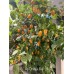 Aji Orange Ball Pepper Seeds 