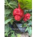 7-Pot Brain Strain Red Pepper Seeds