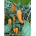 Carolina Reaper Orange Carrot Pepper Seeds Carolina Reaper Orange Carrot Pepper Seeds