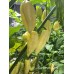 Carbonero White Pepper Seeds