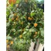 Aji Orange Ball Pepper Seeds 