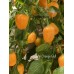 Aji Orange Ball Pepper Seeds 
