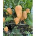 Carolina Reaper x Peach Bhut Jami Pepper Seeds Carolina Reaper x Peach Bhut Jami Pepper Seeds