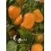 Aji Orange Ball Pepper Seeds 
