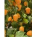 Aji Orange Ball Pepper Seeds 