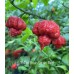 7-Pot Brain Strain Red Pepper Seeds