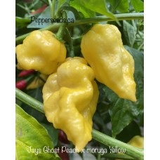 Jays Ghost Peach x Moruga Yellow Pepper Seeds Jays Ghost Peach x Moruga Yellow Pepper Seeds