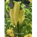 Carbonero White Pepper Seeds