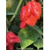 Ghost Naganero Red Pepper Seeds Ghost Naganero Red Pepper Seeds