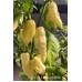 Carbonero White Pepper Seeds