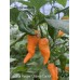 Carolina Reaper Orange Carrot Pepper Seeds Carolina Reaper Orange Carrot Pepper Seeds