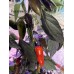 Count Dracula Pepper Seeds 