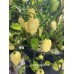 Carbonero White Pepper Seeds