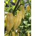 Carbonero White Pepper Seeds