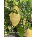 Carbonero White Pepper Seeds