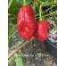 7-Pot Bubble Gum x Tigers Teeth Pepper Seeds 