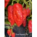 Ghost Naganero Red Pepper Seeds Ghost Naganero Red Pepper Seeds