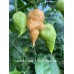 Carolina Reaper x Peach Bhut Jami Pepper Seeds Carolina Reaper x Peach Bhut Jami Pepper Seeds