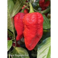 Ghost Naganero Red Pepper Seeds 