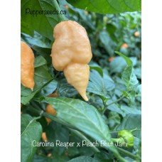 Carolina Reaper x Peach Bhut Jami Pepper Seeds 