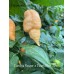 Carolina Reaper x Peach Bhut Jami Pepper Seeds Carolina Reaper x Peach Bhut Jami Pepper Seeds