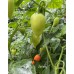 Jammy Pepper Seeds