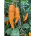 Carolina Reaper Orange Carrot Pepper Seeds Carolina Reaper Orange Carrot Pepper Seeds